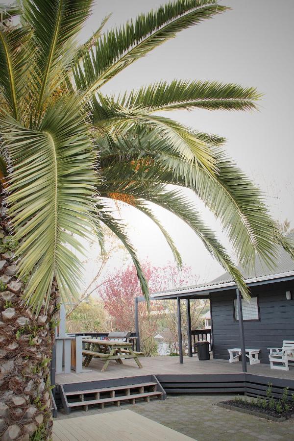 ヒューゴー アンド カーターズ バックパッカーズ アンド モーテル タウランガ エクステリア 写真 Phoenix canariensis